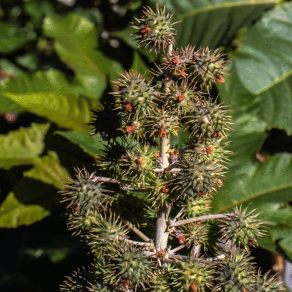 100% natural, cold‑pressed, hexane‑free. Helps reduce dandruff, dry scalp, and hair fall while nourishing and softening hair