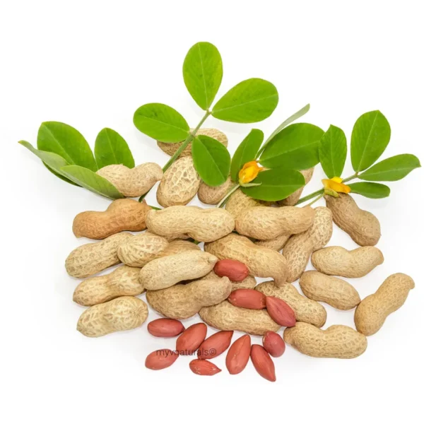 groundnut seedsWholesale raw peanut seeds groundnuts bulk quantity for agriculture and farming