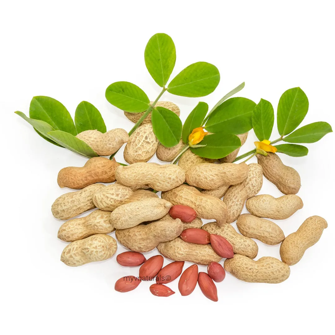 groundnut seedsWholesale raw peanut seeds groundnuts bulk quantity for agriculture and farming